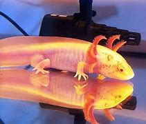 Axolotl Bisa Sebesar Apa