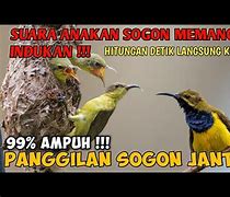 Suara Sogon Betina Vs Anakan